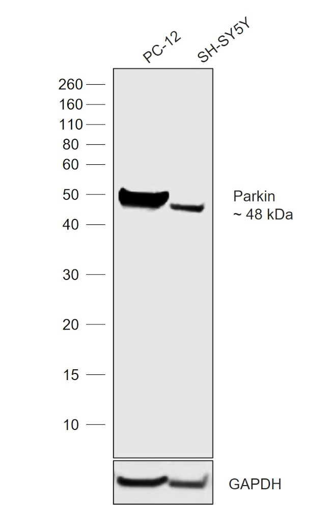 Parkin Antibody in Western Blot (WB)