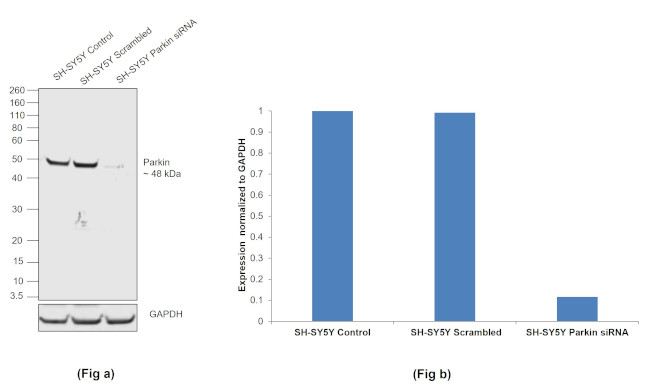 Parkin Antibody in Western Blot (WB)