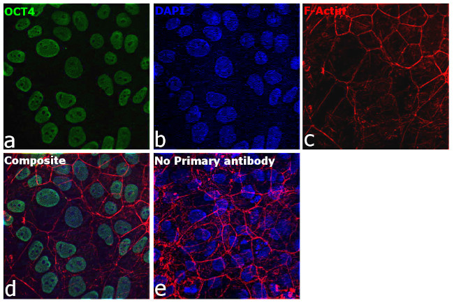 OCT4 Antibody in Immunocytochemistry (ICC/IF)