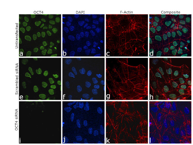 OCT4 Antibody in Immunocytochemistry (ICC/IF)