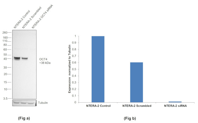 OCT4 Antibody in Western Blot (WB)