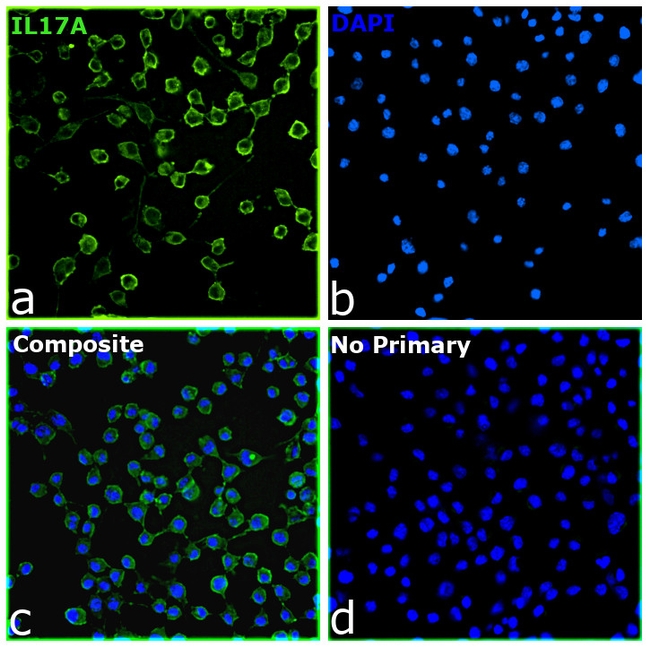 IL-17A Antibody in Immunocytochemistry (ICC/IF)