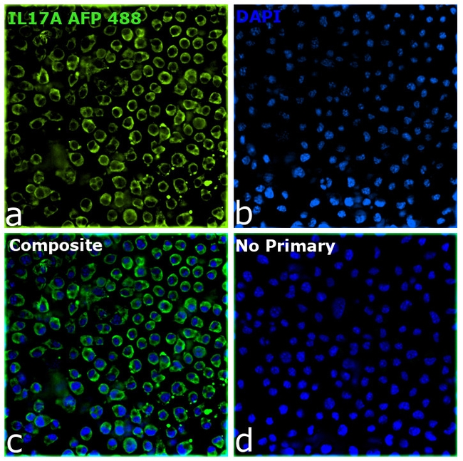 IL-17A Antibody in Immunocytochemistry (ICC/IF)