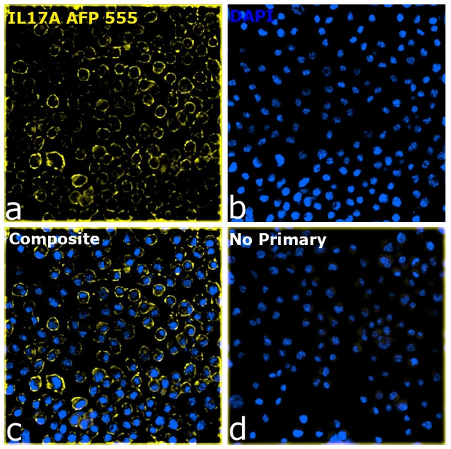 IL-17A Antibody in Immunocytochemistry (ICC/IF)