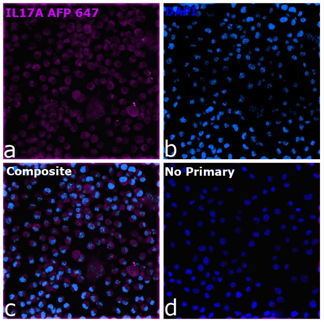 IL-17A Antibody in Immunocytochemistry (ICC/IF)