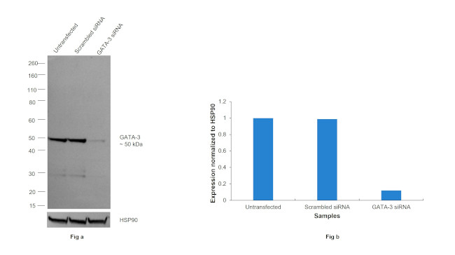 GATA-3 Antibody