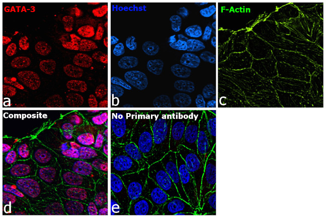 GATA-3 Antibody in Immunocytochemistry (ICC/IF)