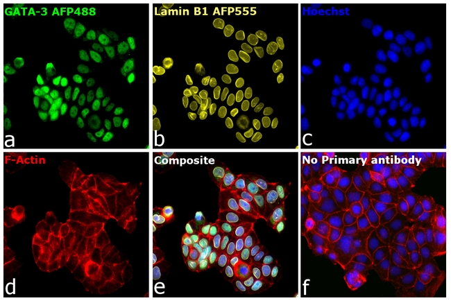 GATA-3 Antibody in Immunocytochemistry (ICC/IF)