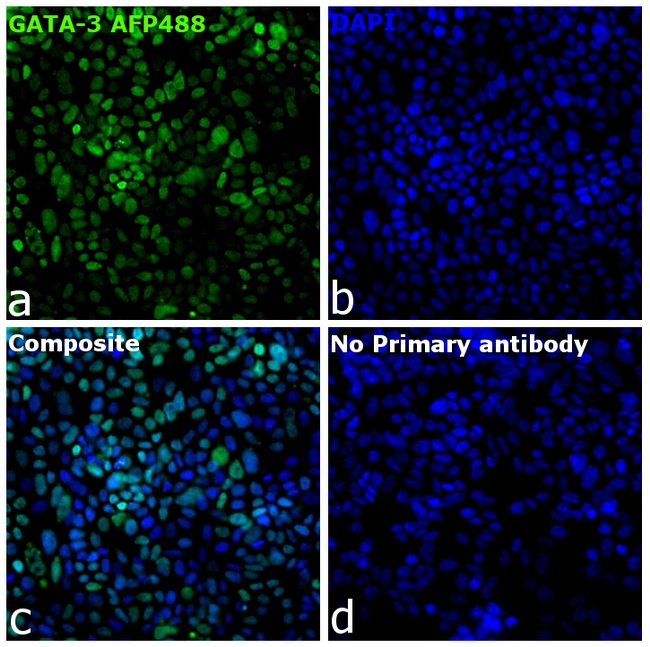 GATA-3 Antibody in Immunocytochemistry (ICC/IF)