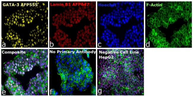 GATA-3 Antibody