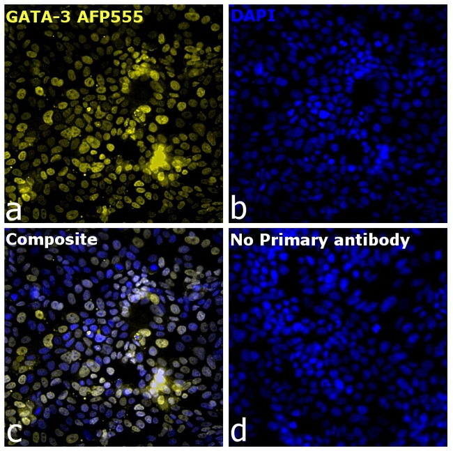 GATA-3 Antibody in Immunocytochemistry (ICC/IF)