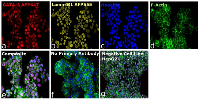 GATA-3 Antibody in Immunocytochemistry (ICC/IF)