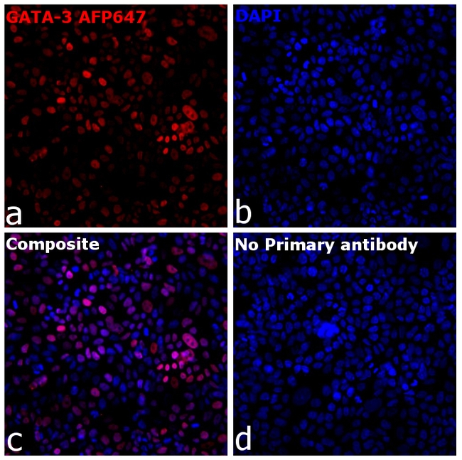 GATA-3 Antibody in Immunocytochemistry (ICC/IF)