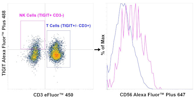 CD56 (NCAM) Antibody