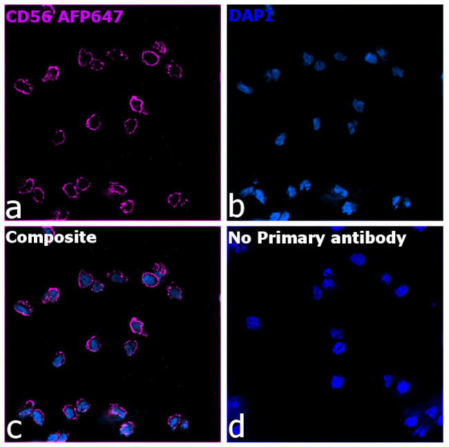 CD56 (NCAM) Antibody in Immunocytochemistry (ICC/IF)