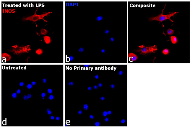 iNOS Antibody in Immunocytochemistry (ICC/IF)