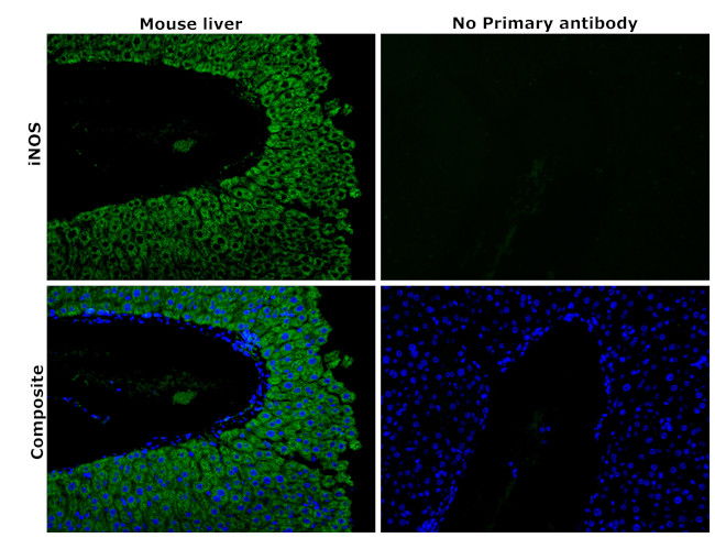 iNOS Antibody in Immunohistochemistry (Paraffin) (IHC (P))