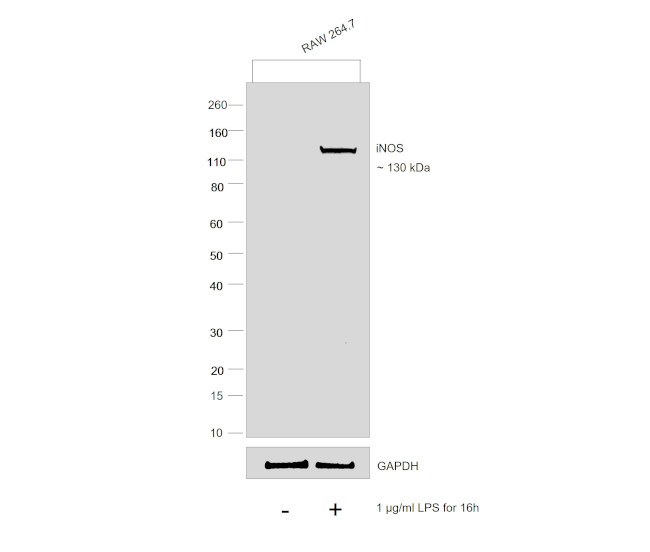 iNOS Antibody in Western Blot (WB)