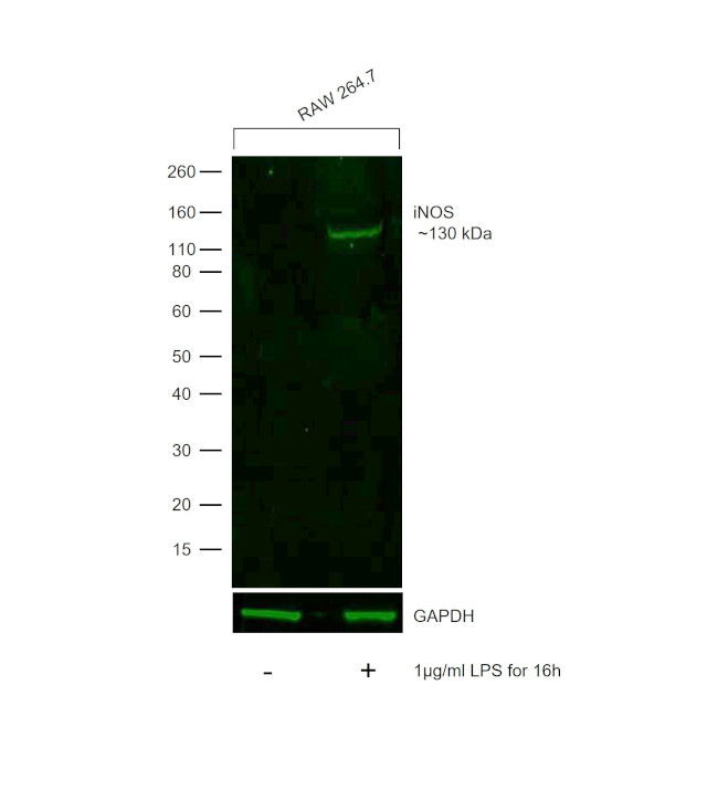 iNOS Antibody