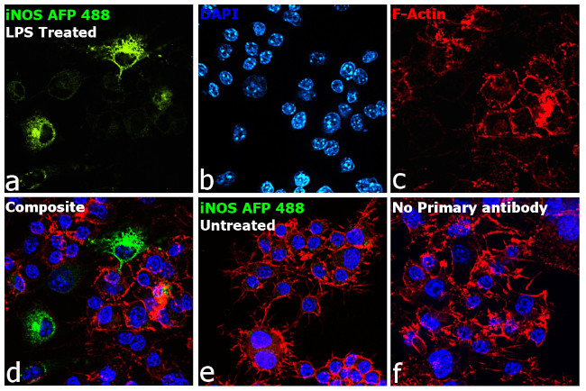 iNOS Antibody in Immunocytochemistry (ICC/IF)