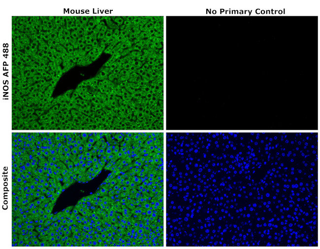 iNOS Antibody in Immunohistochemistry (Paraffin) (IHC (P))