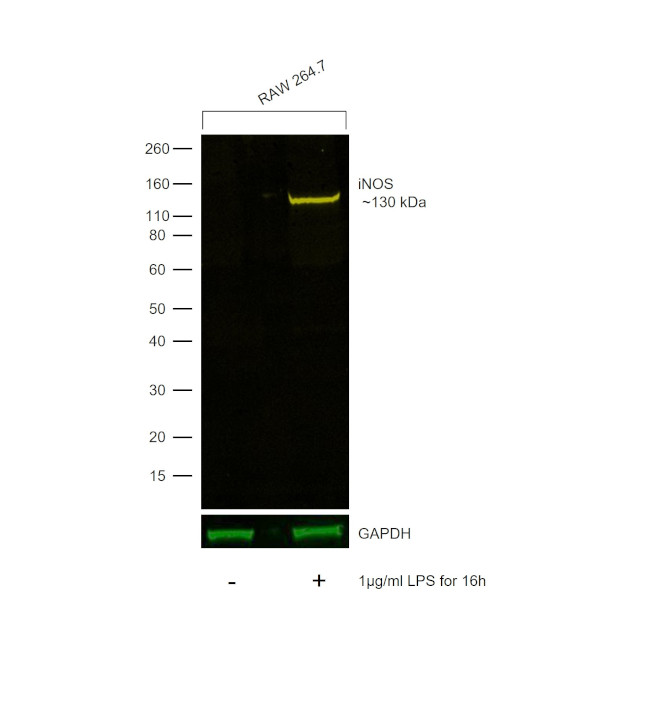 iNOS Antibody in Western Blot (WB)