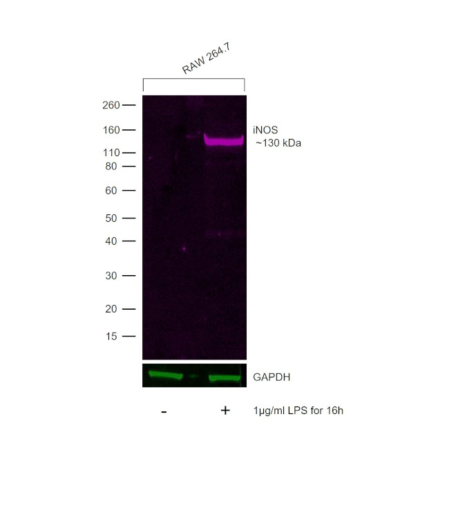 iNOS Antibody