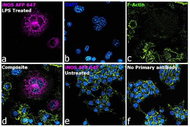 iNOS Antibody in Immunocytochemistry (ICC/IF)