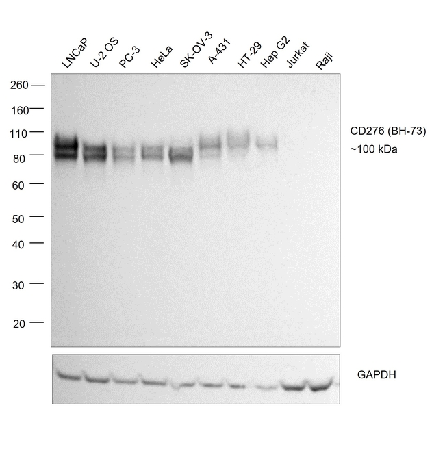 CD276 (B7-H3) Antibody in Western Blot (WB)