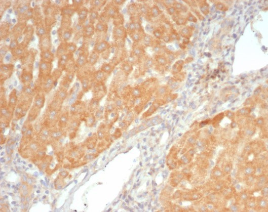 VEGF (Vascular Endothelial Growth Factor) Antibody in Immunohistochemistry (Paraffin) (IHC (P))