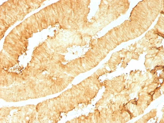 Villin (GI-Mucosal and Urogenital Brush Border Marker) Antibody in Immunohistochemistry (Paraffin) (IHC (P))