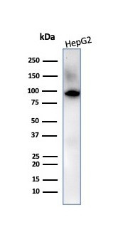 Villin (GI-Mucosal and Urogenital Brush Border Marker) Antibody in Western Blot (WB)