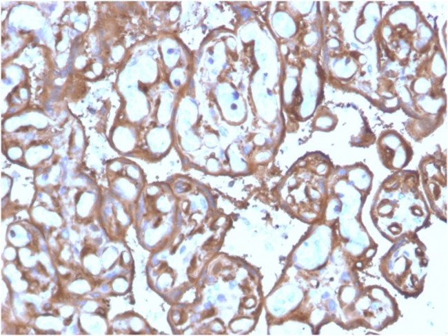 Ezrin/p81 Antibody in Immunohistochemistry (Paraffin) (IHC (P))