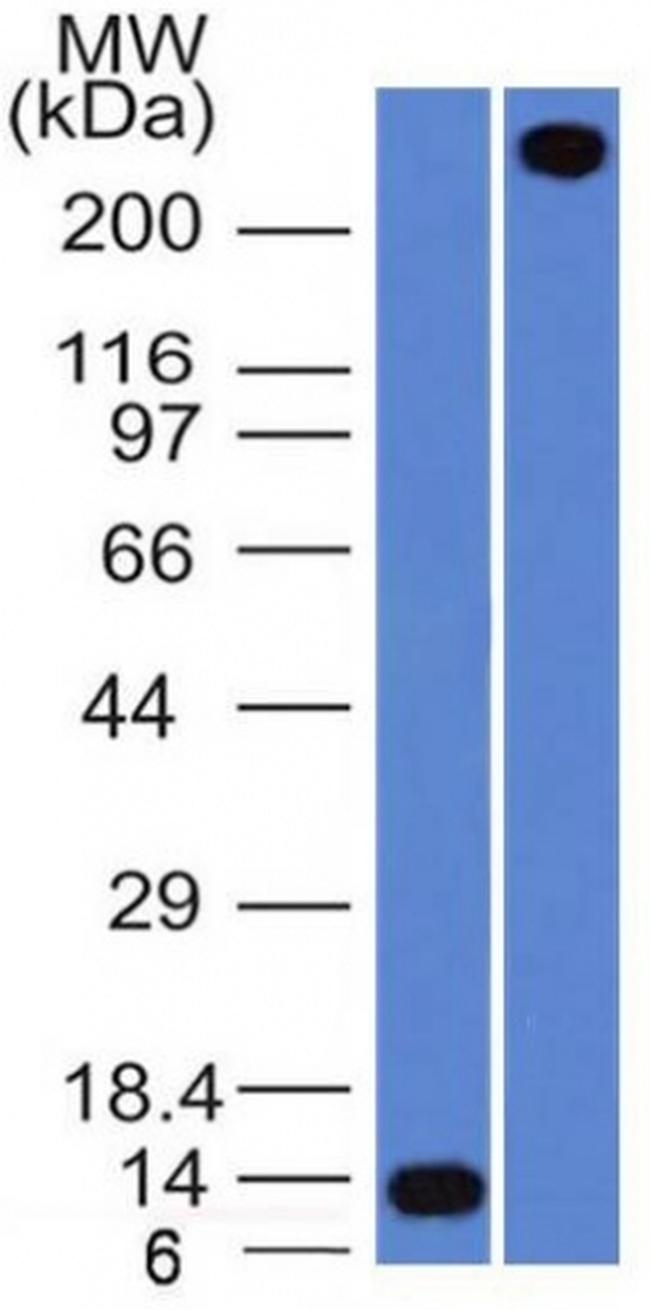 von Willebrand Factor/Factor VIII Related-Ag Antibody in Western Blot (WB)