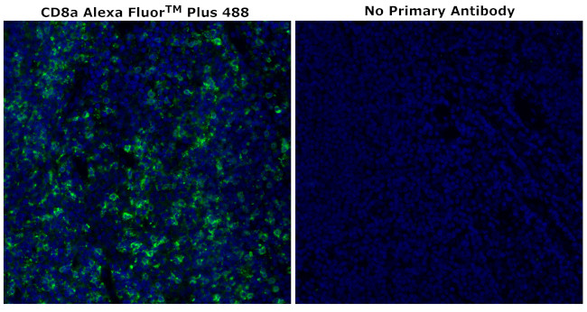 CD8 alpha Antibody in Immunohistochemistry (Paraffin) (IHC (P))