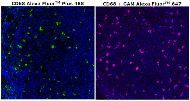 CD68 Antibody in Immunohistochemistry (Paraffin) (IHC (P))