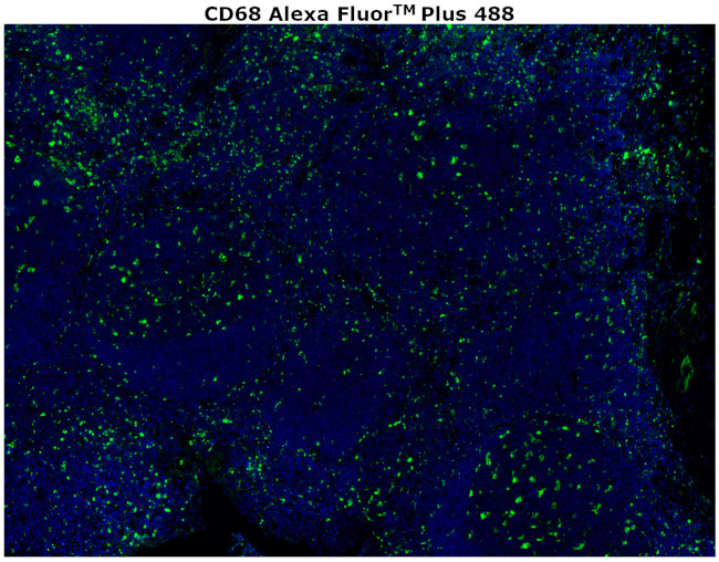 CD68 Antibody in Immunohistochemistry (Paraffin) (IHC (P))