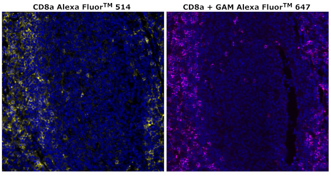 CD8 alpha Antibody in Immunohistochemistry (Paraffin) (IHC (P))