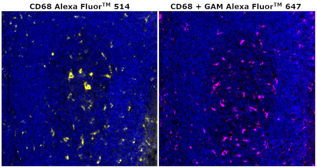 CD68 Antibody in Immunohistochemistry (Paraffin) (IHC (P))