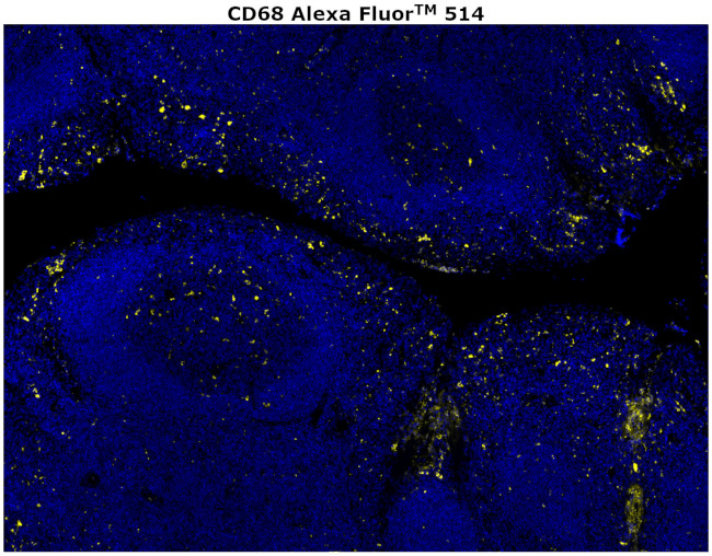 CD68 Antibody in Immunohistochemistry (Paraffin) (IHC (P))