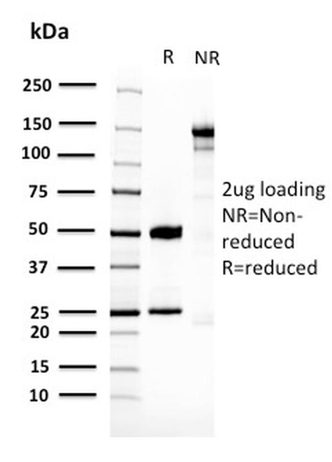14-3-3E/Tryptophan 5-Monooxygenase Antibody in SDS-PAGE (SDS-PAGE)