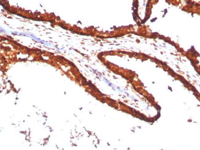 14-3-3E/Tryptophan 5-Monooxygenase Antibody in Immunohistochemistry (Paraffin) (IHC (P))