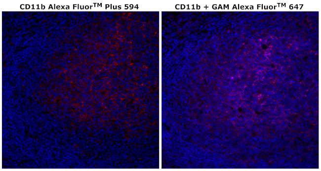 CD11b Antibody in Immunohistochemistry (Paraffin) (IHC (P))