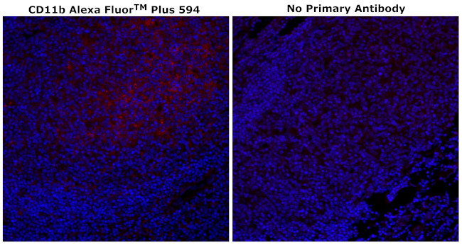 CD11b Antibody in Immunohistochemistry (Paraffin) (IHC (P))