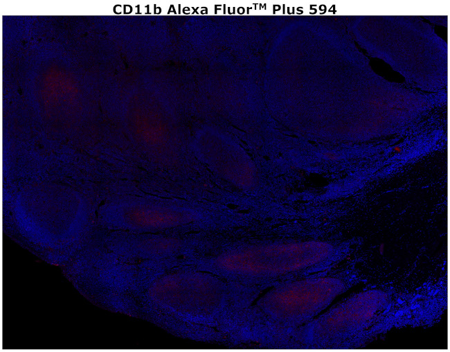 CD11b Antibody in Immunohistochemistry (Paraffin) (IHC (P))