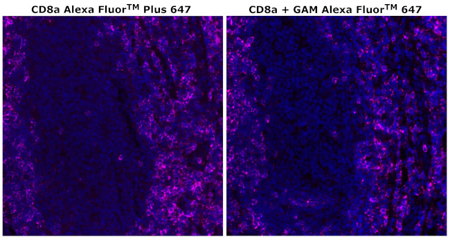 CD8 alpha Antibody in Immunohistochemistry (Paraffin) (IHC (P))