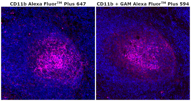 CD11b Antibody in Immunohistochemistry (Paraffin) (IHC (P))