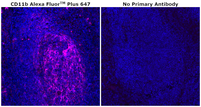 CD11b Antibody in Immunohistochemistry (Paraffin) (IHC (P))