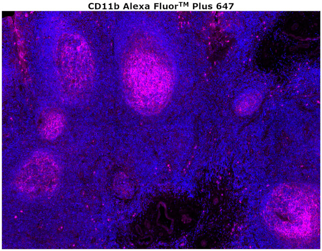 CD11b Antibody in Immunohistochemistry (Paraffin) (IHC (P))