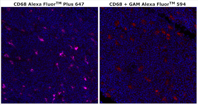 CD68 Antibody in Immunohistochemistry (Paraffin) (IHC (P))